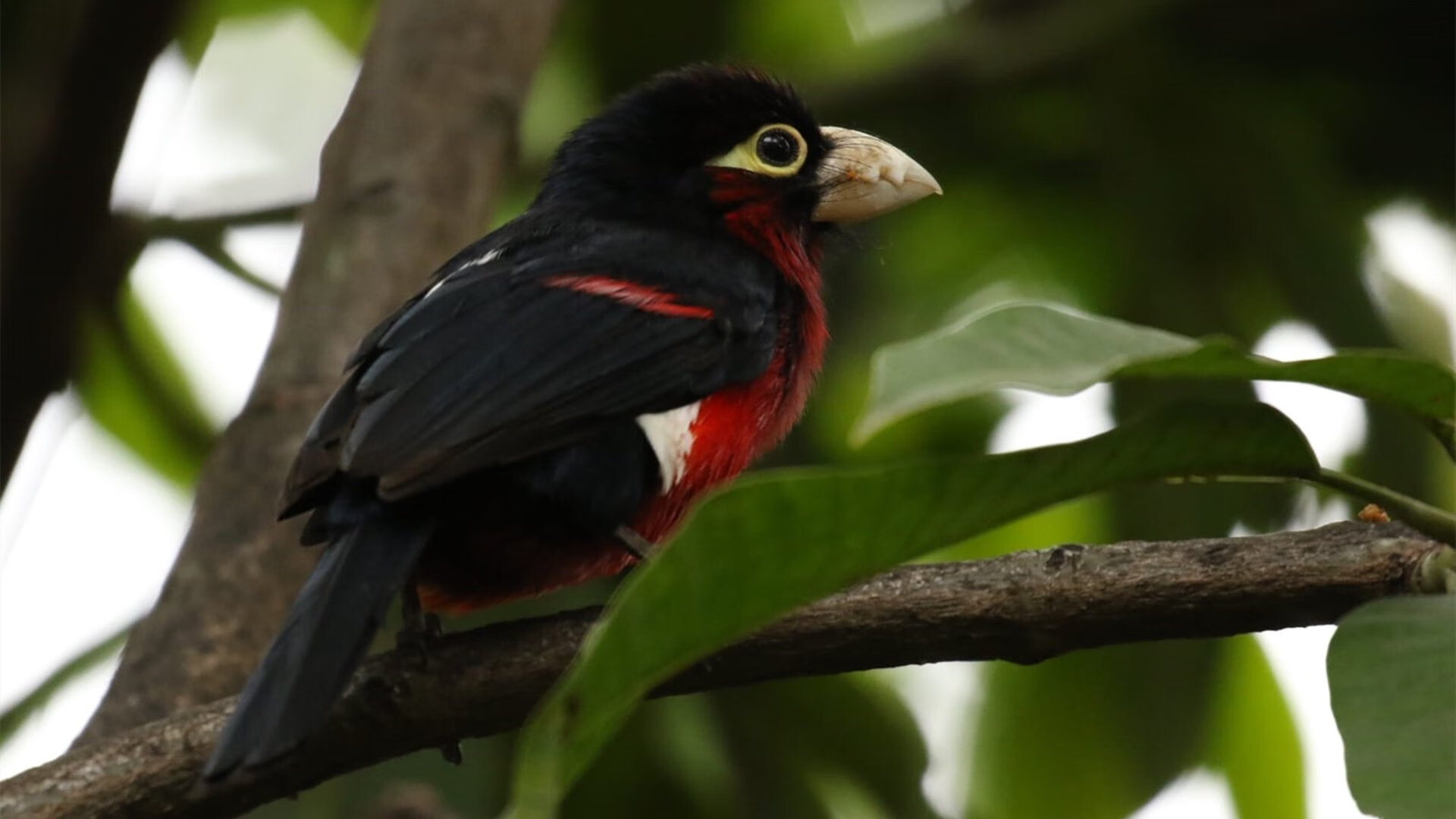 2024年德国队表现:如何在世界杯上展现高水平,德国队14年