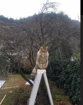 山西球星Diallo狂砍篮板助力球队晋级,山西男篮动态