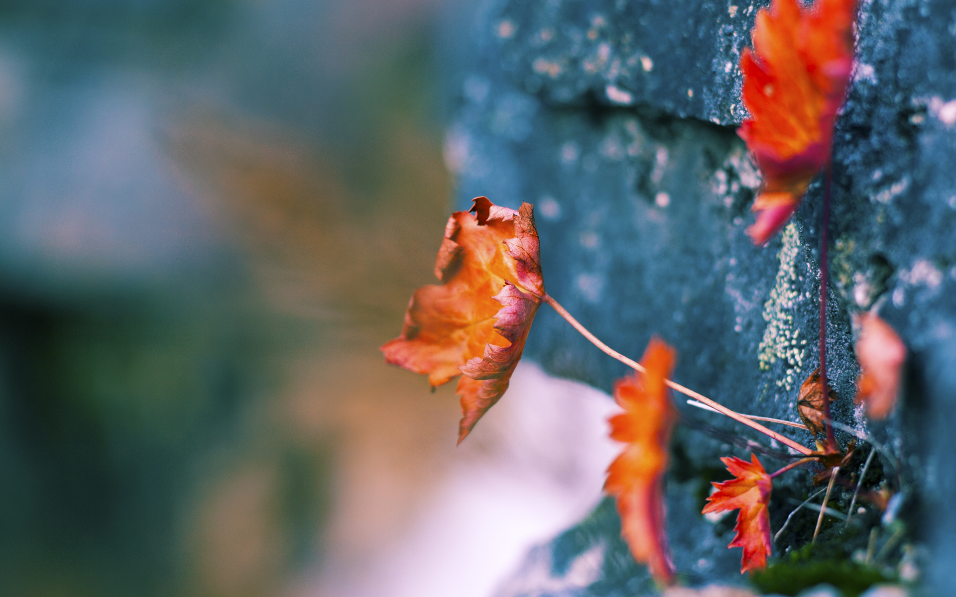 新加坡队的未来:科技与创新如何助力未来赛事中的胜利,新加坡小组赛