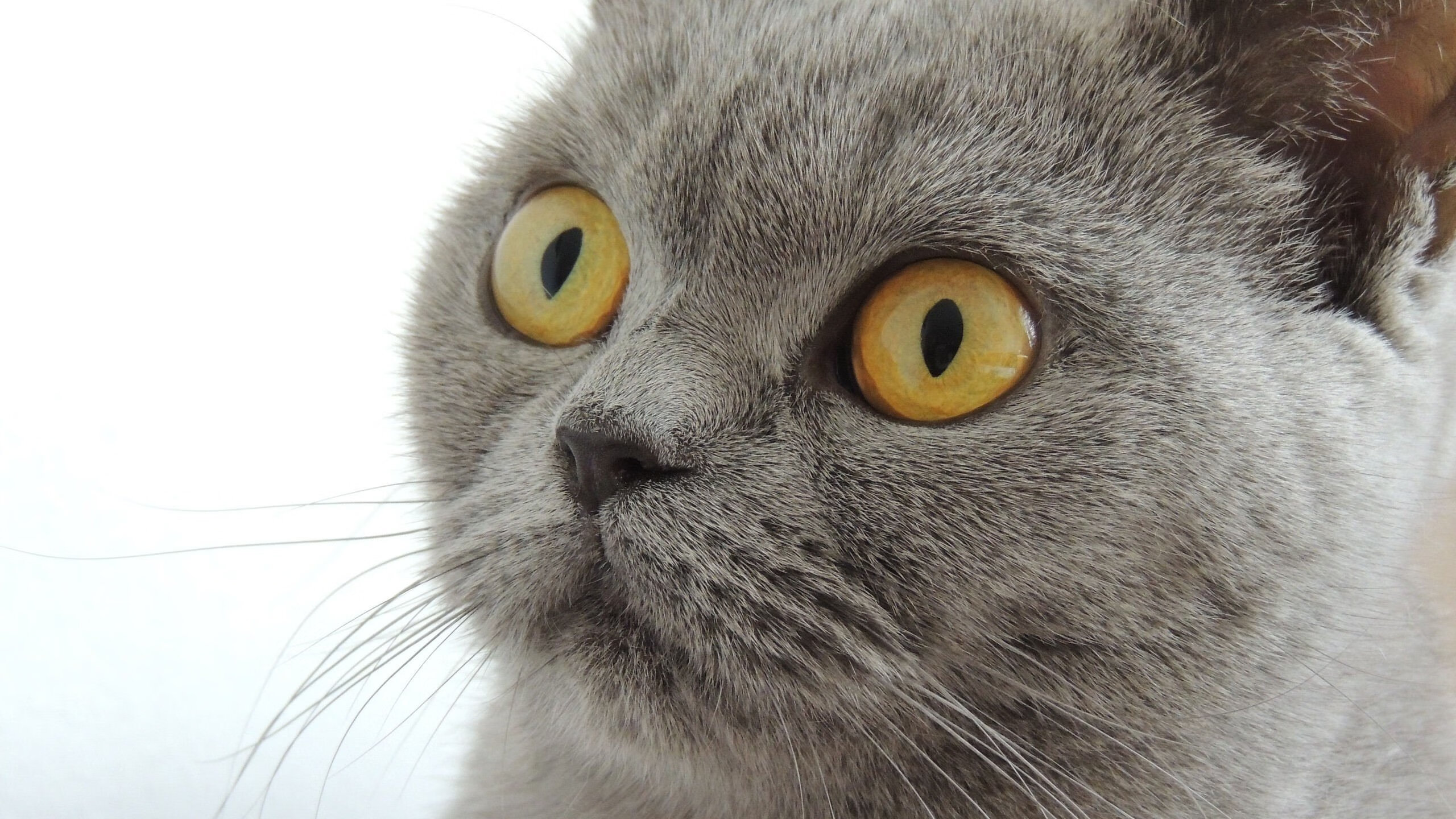 乐鱼体育平台app下载-蒙彼利埃加强对中路的压迫成功抢断，蒙彼利埃强不强