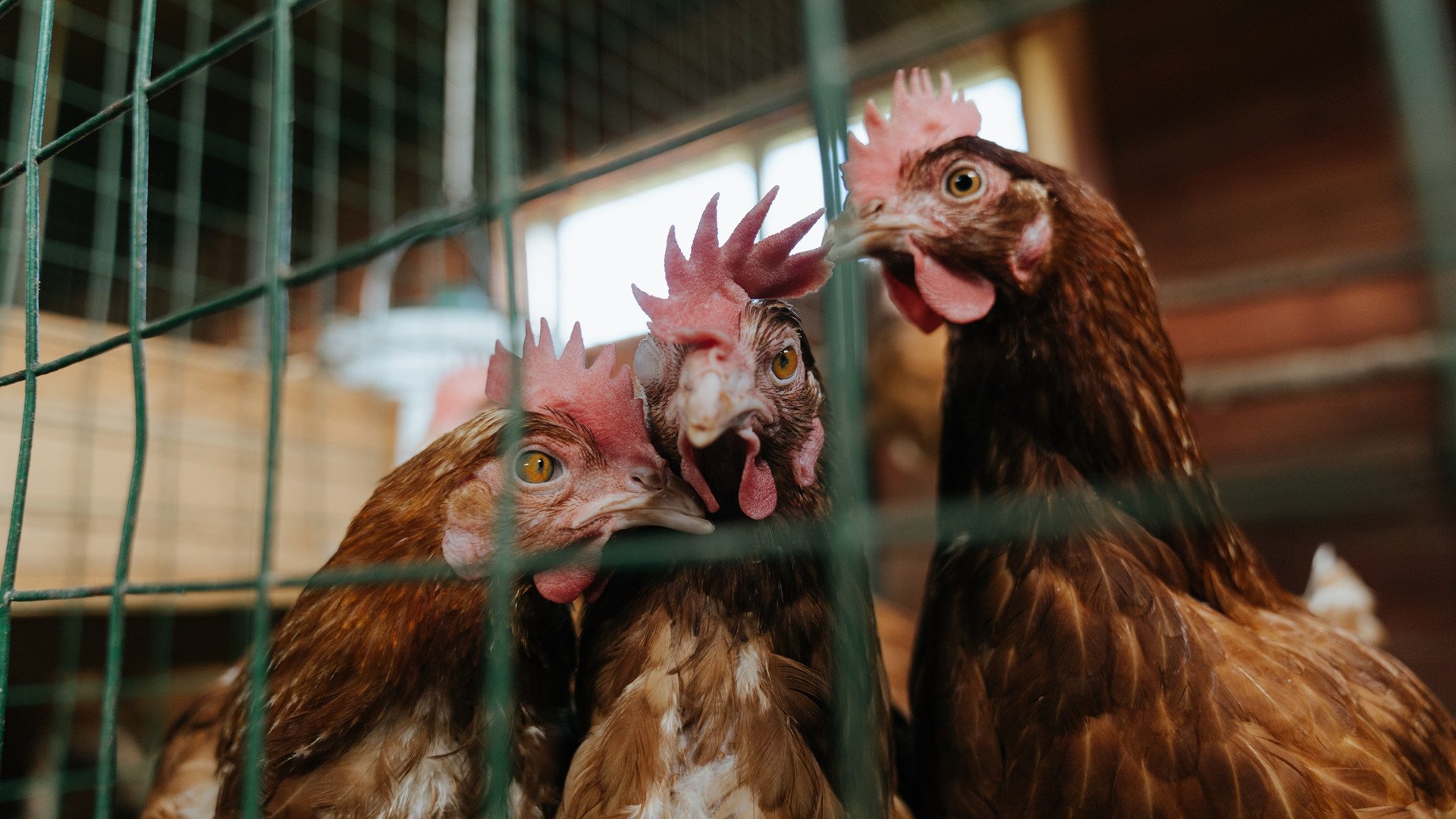 APP下载 LY Sports-辽宁飞豹球员训练强度加大备战季后赛，辽宁飞豹现役球员