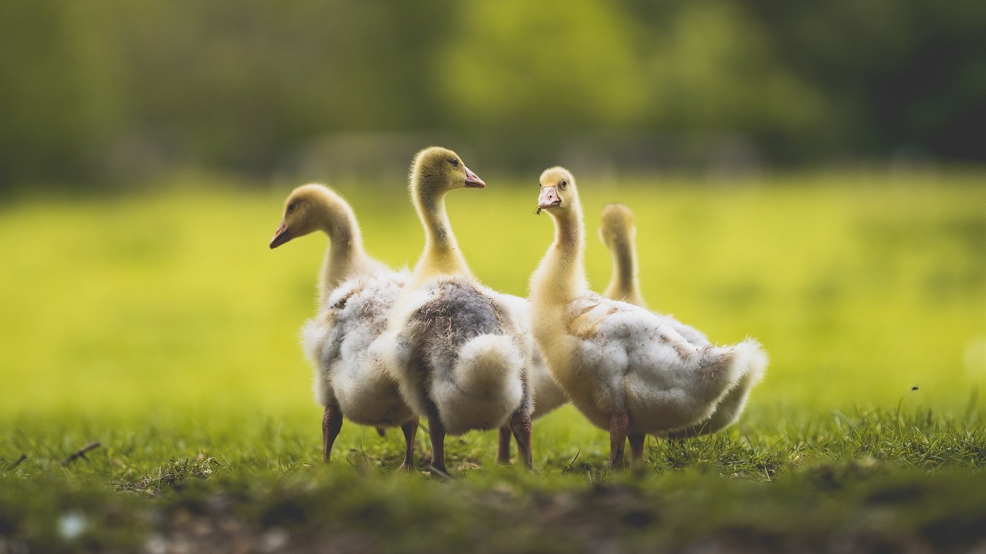 中小学篮球开展节假日训练营促进持续学习,寒假篮球训练营宣传