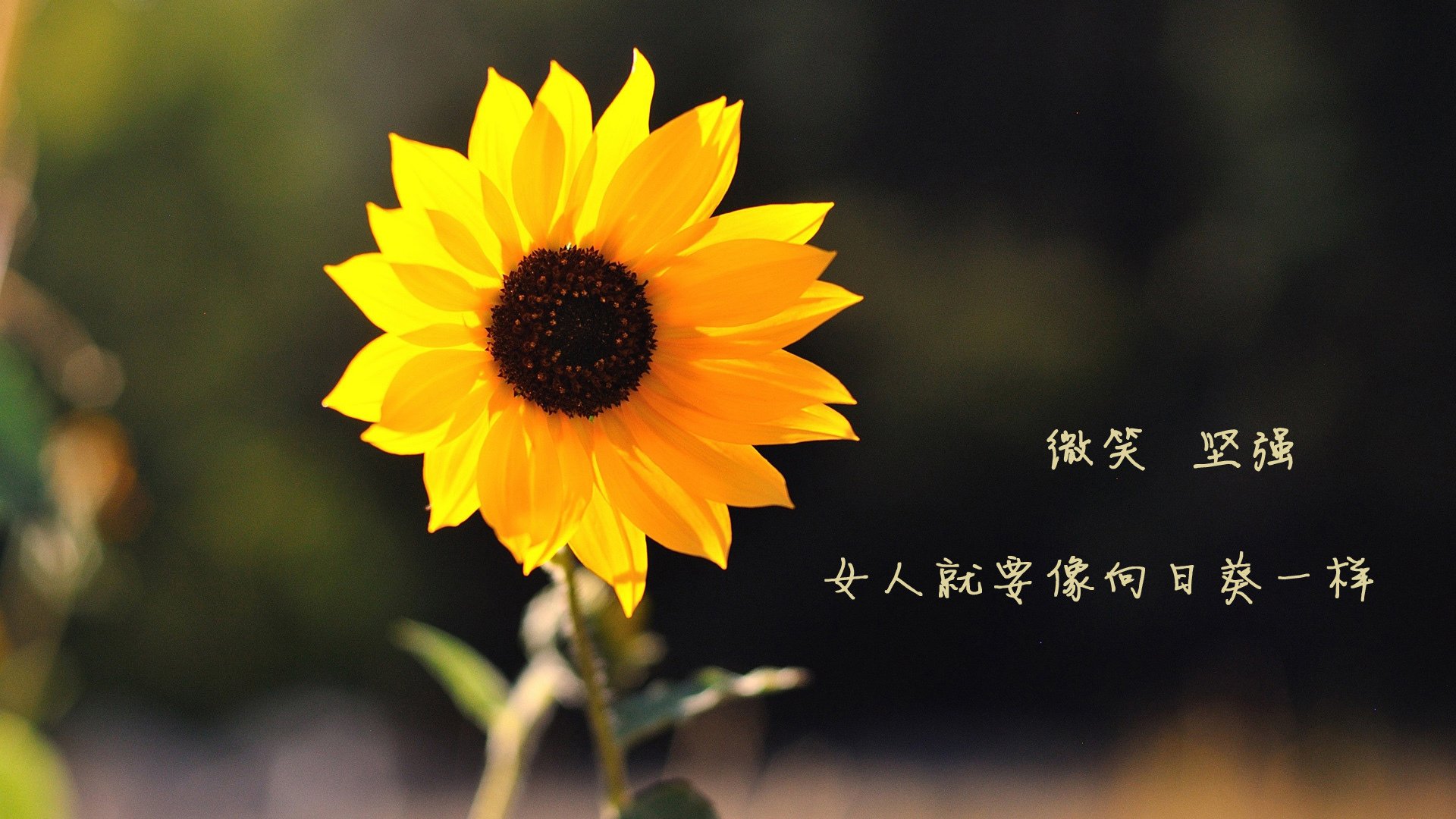 中超外援平均年龄下降球队更重视潜力和适应性,中超外援年薪