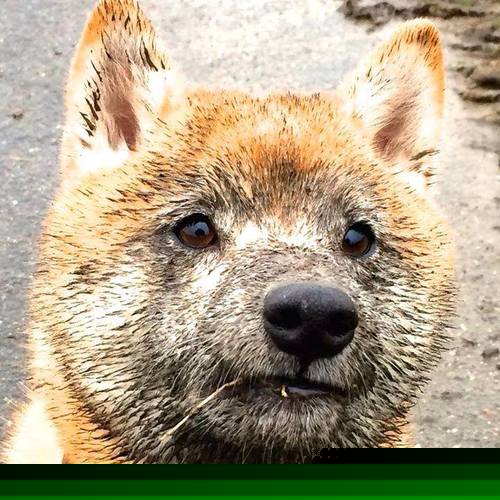 LeyuSports-亚历克斯·格林伍德的防守韧性为袋鼠队抵御强敌进攻，格林伍德上限