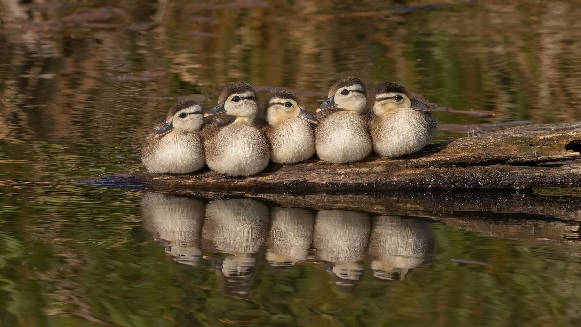 凯尔特人训练日安排密集体能教练亲自上阵,凯尔特人教练好帅