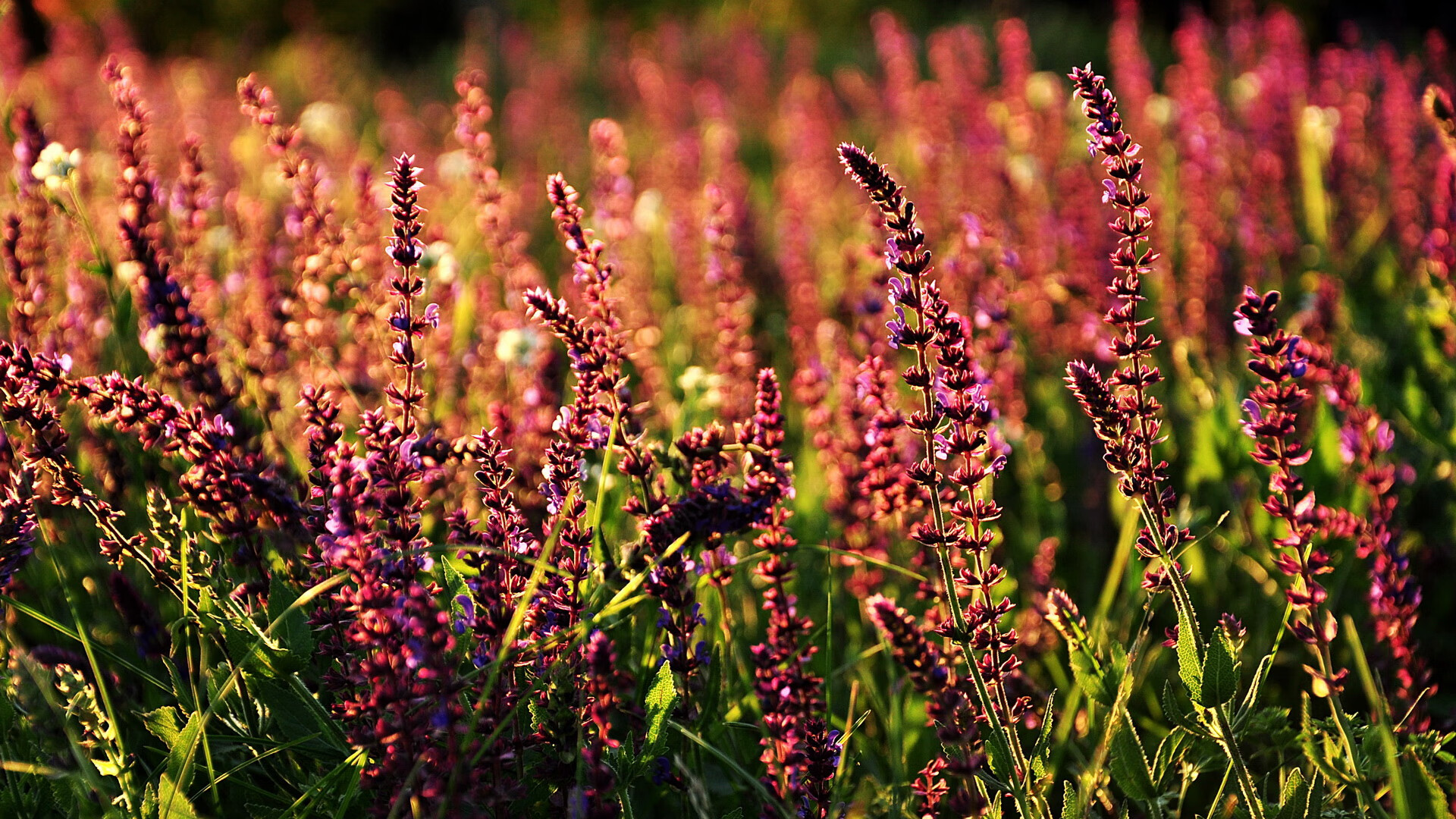 乐鱼娱乐app-国家队参与亚预赛目标直指世界杯小组赛，亚预赛几个名额进世界杯