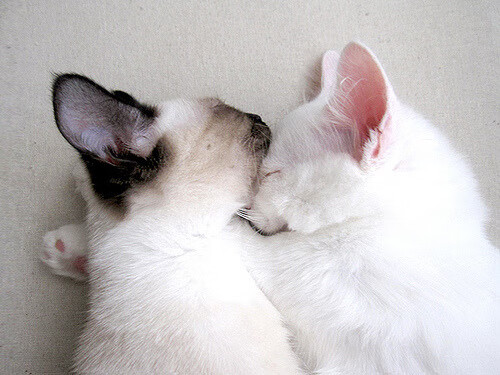 对关键对手拼搏表现凝聚团队士气,关键在队伍