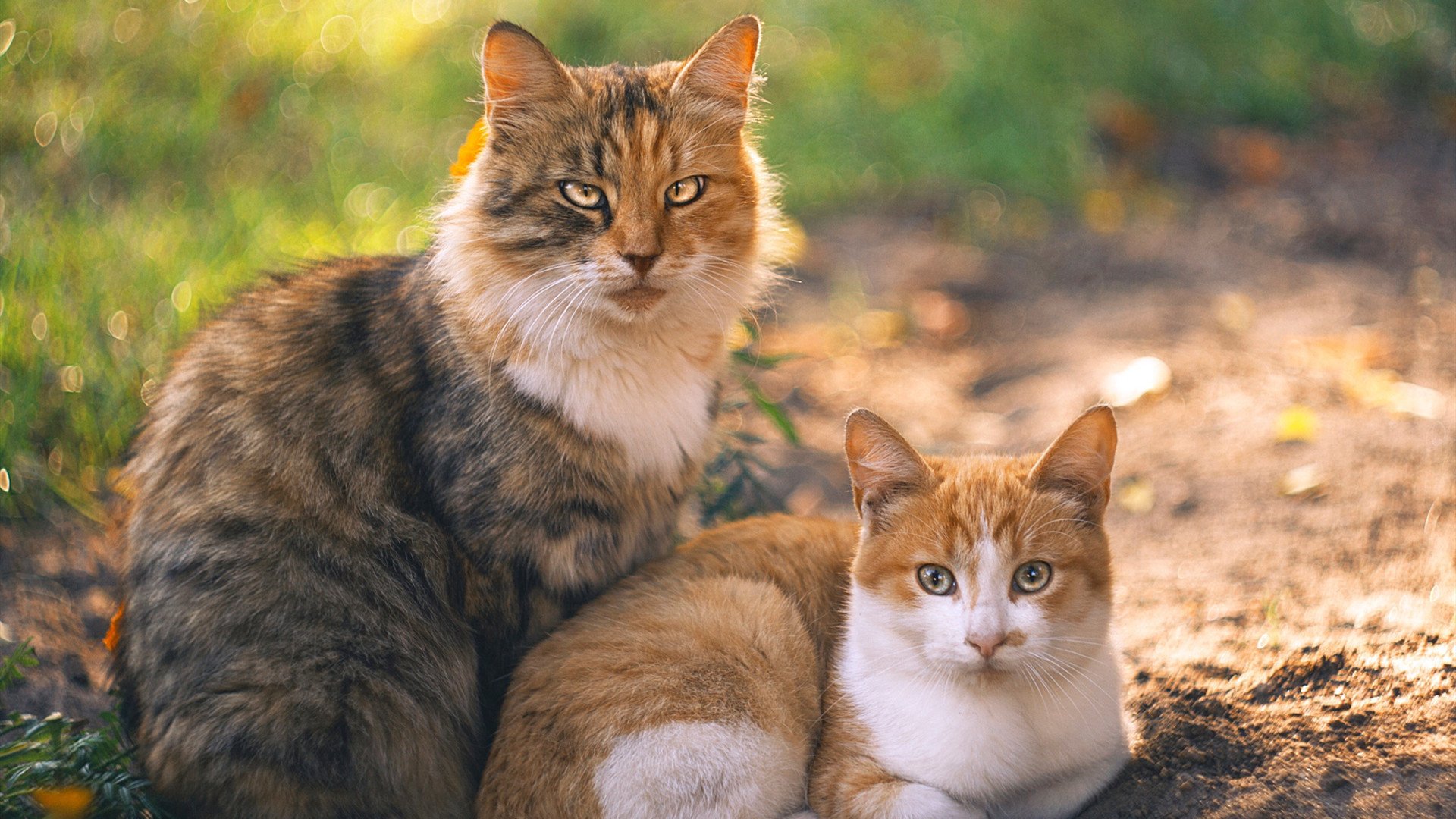 乐鱼电竞-弗朗索瓦·斯图尔特：精准反击和强悍防守是南非队重要胜利保障