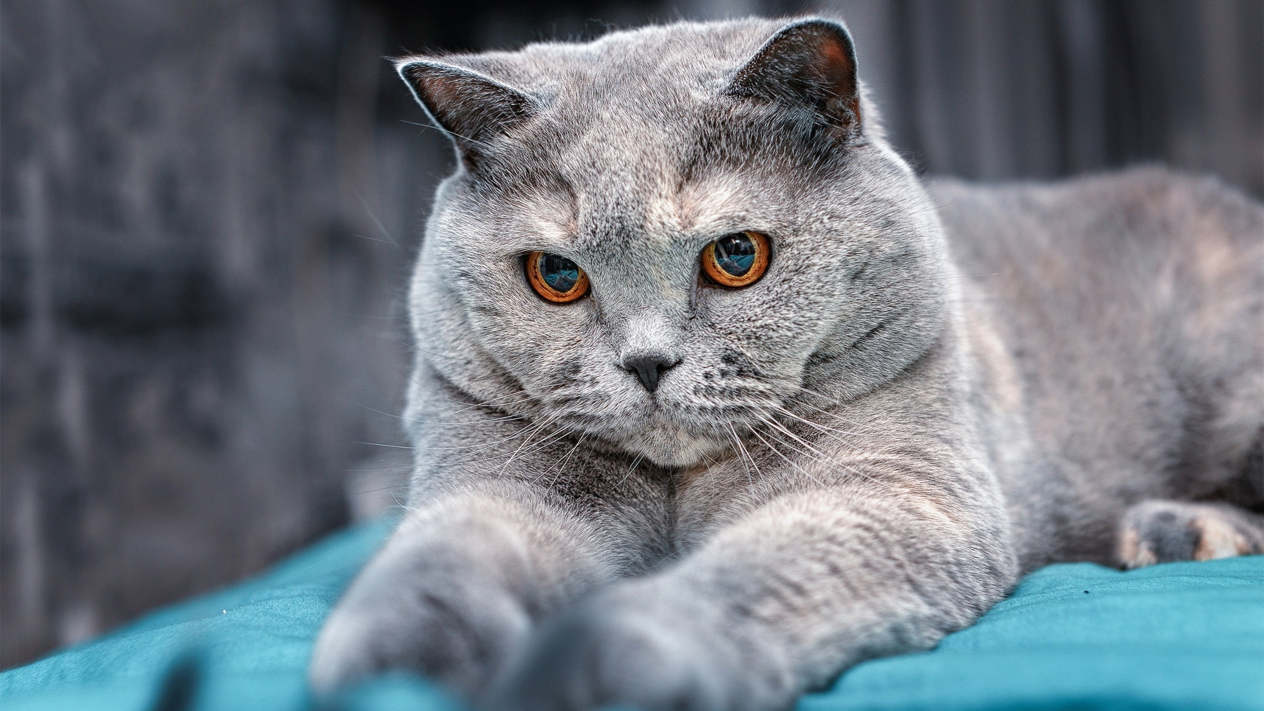 张雨霏混合泳泳姿优美,张雨霏游泳项目