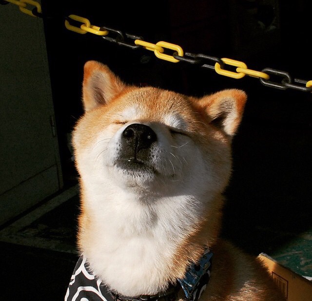 荷兰队在欧洲预选赛中突出表现，晋级希望大增